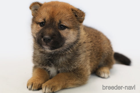 販売中の神奈川県の柴犬-273412